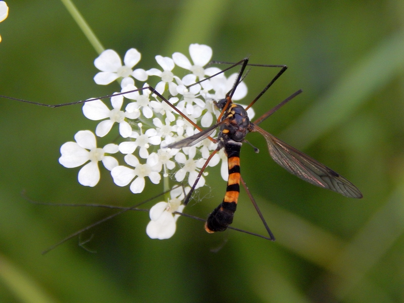 Maschio di Nephrotoma sp, (Tipulidae)